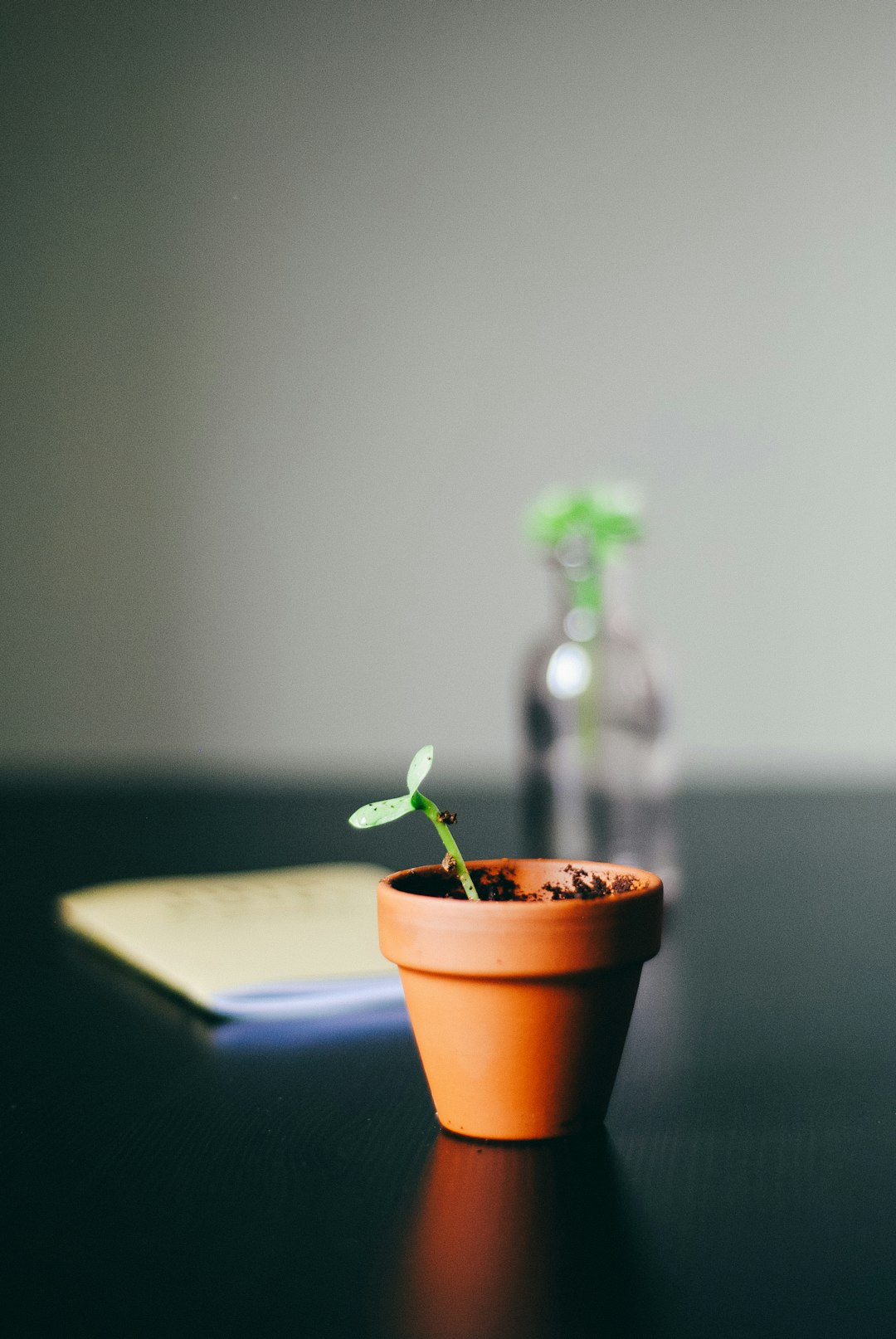 Seedling in a terracotta pot